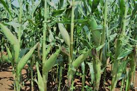 Maize Farming in Kenya: Complete Guide to High Yields