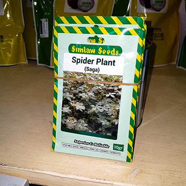 Spider Plant